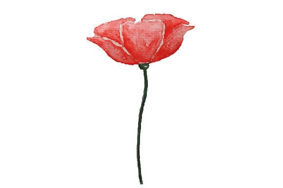 A Watercolor Poppy for Crafting Remembrance Projects